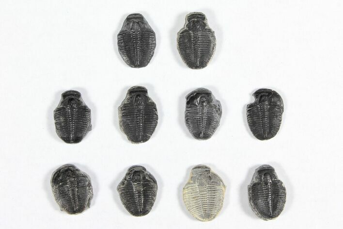 Lot: / Elrathia Trilobite Molt Fossils - Pieces #91999